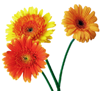 Daisies!